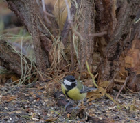 Kjøttmeis (Parus major)