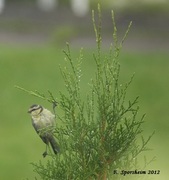 Kjøttmeis (Parus major)