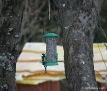 Kjøttmeis (Parus major)