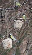 Kjøttmeis (Parus major)