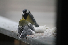 Kjøttmeis (Parus major)