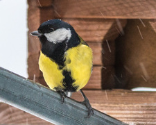 Kjøttmeis (Parus major)