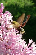 Broad-bordered Bee Hawk-moth (Hemaris fuciformis)