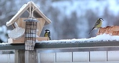 Kjøttmeis (Parus major)