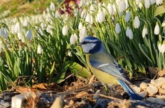 Blåmeis (Cyanistes caeruleus)