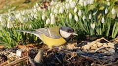 Kjøttmeis (Parus major)