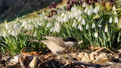 Løvmeis (Poecile palustris)