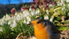 Rødstrupe (Erithacus rubecula)