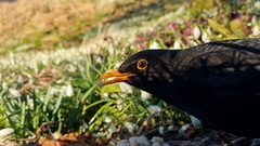 Svarttrost (Turdus merula)