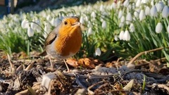 Rødstrupe (Erithacus rubecula)