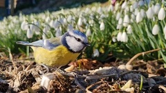 Blåmeis (Cyanistes caeruleus)