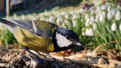 Kjøttmeis (Parus major)