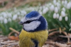 Blåmeis (Cyanistes caeruleus)