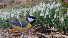 Kjøttmeis (Parus major)