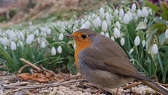 Rødstrupe (Erithacus rubecula)