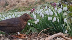 Svarttrost (Turdus merula)