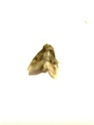 Tawny Marbled Minor (Oligia latruncula)