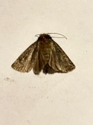 Mouse Moth (Amphipyra tragopoginis)