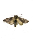 Yellow Horned (Achlya flavicornis)