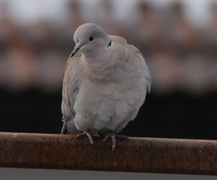 Eurasian Collared Dove (Streptopelia decaocto)