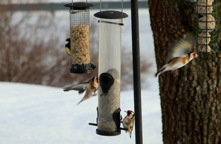 Stillits (Carduelis carduelis)