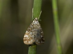 Brown China-mark (Elophila nymphaeata)
