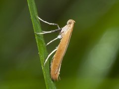 Small Red Slender (Caloptilia rufipennella)