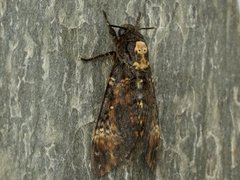 Death's-head Hawk-moth (Acherontia atropos)