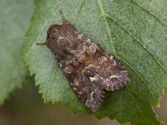 Rødt hagefly (Ceramica pisi)