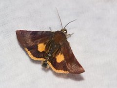 Lesser Broad-bordered Yellow (Noctua janthe)