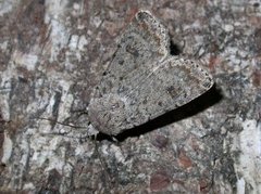 Pale Mottled Willow (Caradrina clavipalpis)