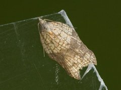 Notch-wing Button (Acleris emargana)