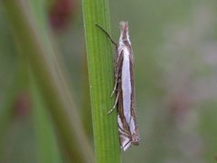 Grass-veneer (Crambus pascuella)