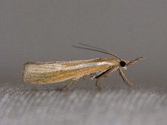 Common Grass-veneer (Agriphila tristella)