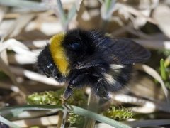 Bumble-bee (Bombus)