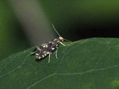 White-speckled Clothes Moth (Nemapogon wolffiella)