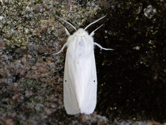 Water Ermine (Spilosoma urticae)