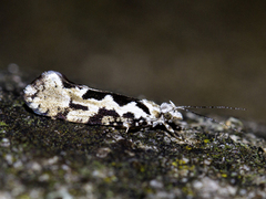 Ypsolopha sequella