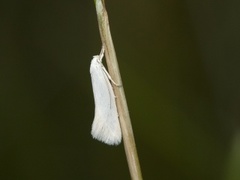 Swan-feather Dwarf (Elachista argentella)