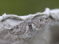 Pimpinel Pug (Eupithecia pimpinellata)