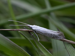 White Sallow Case-bearer (Coleophora albidella)