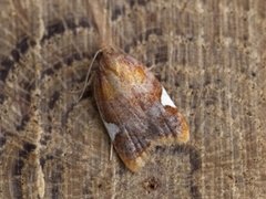 White-triangle Button (Acleris holmiana)