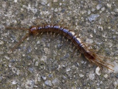 Brown Centipede (Lithobius forficatus)