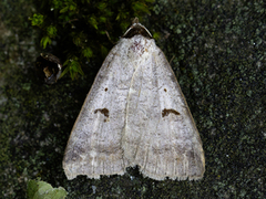 Engvikkefly (Lygephila pastinum)