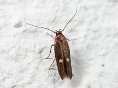 Clouded Cosmet (Mompha langiella)