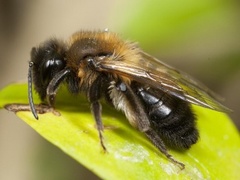 Hawthorn Bee (Andrena carantonica)