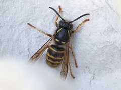 Saxon Wasp (Dolichovespula saxonica)