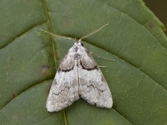 Short-cloaked Black Arches (Nola cucullatella)