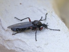 Red-thighed St Mark's Fly (Bibio pomonae)