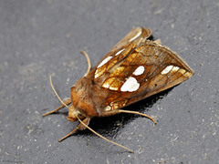 Kortstreket metallfly (Plusia putnami)